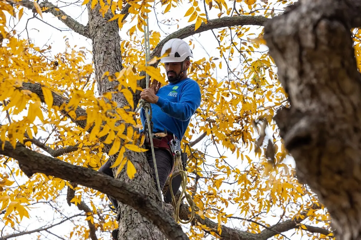 Skilled Tree Planing crew working in Sneads Ferry