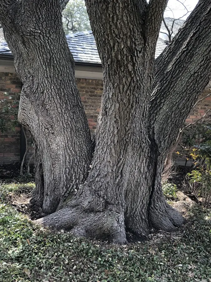 Mature heritage tree close to a Sneads Ferry property cared for by certified arborists